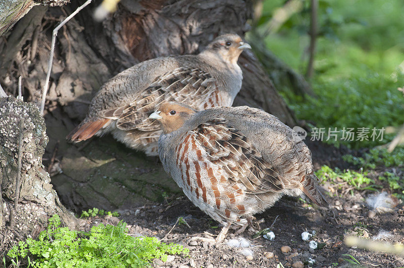 灰鹧鸪(Perdix Perdix)